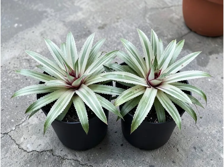 bromelia