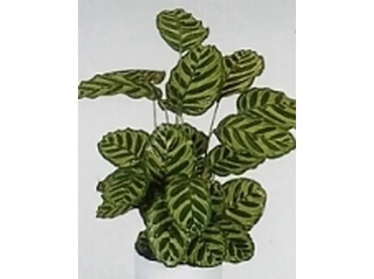 calathea