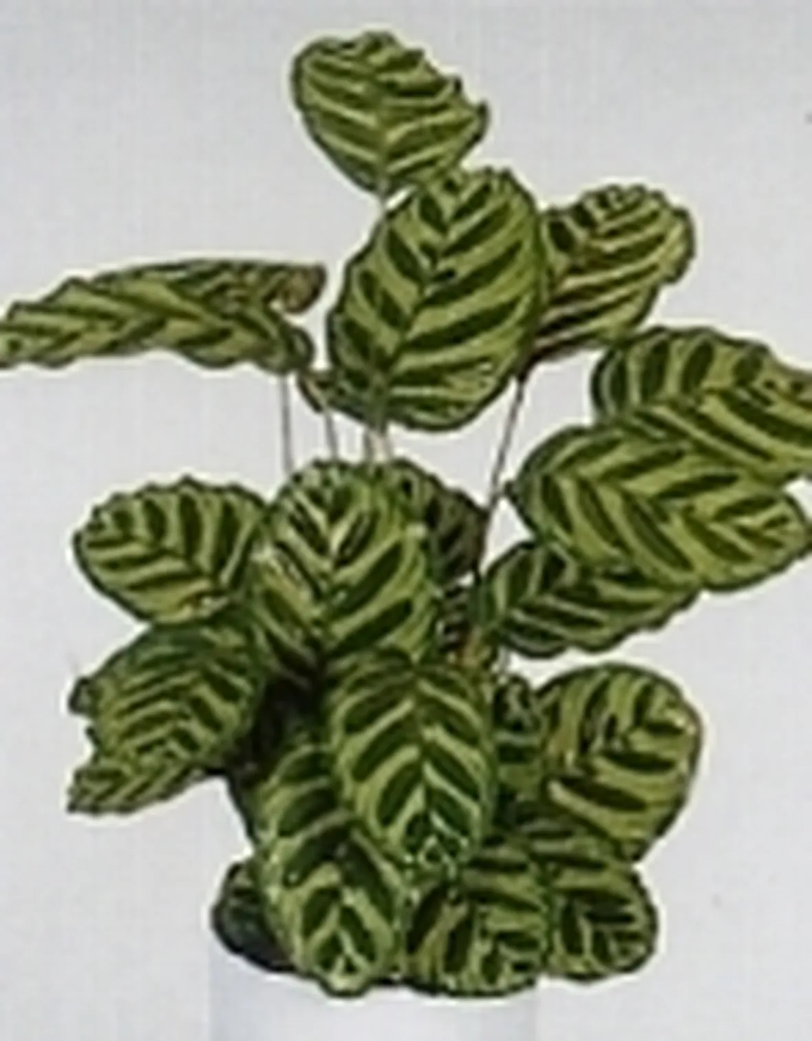 calathea