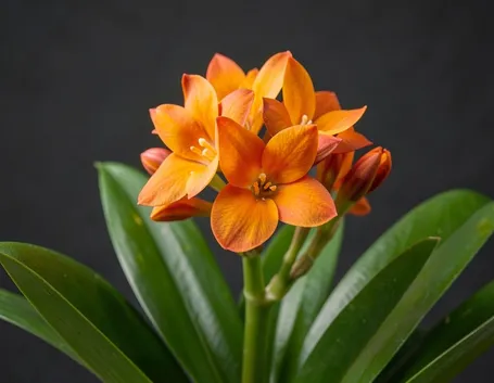 foto clivia