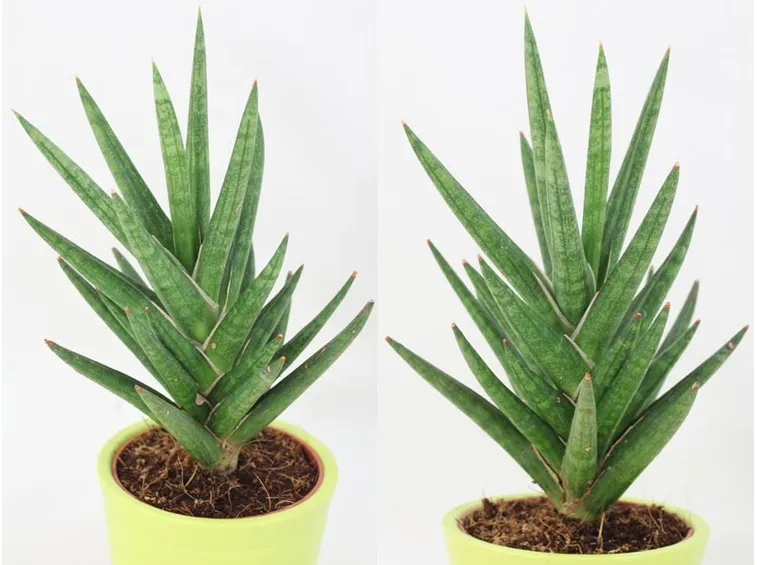 sanseveria