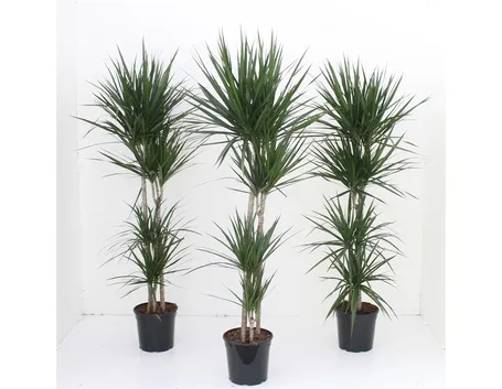 dracena ingiallita