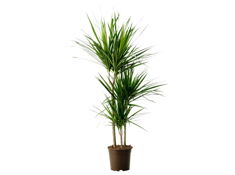 dracena