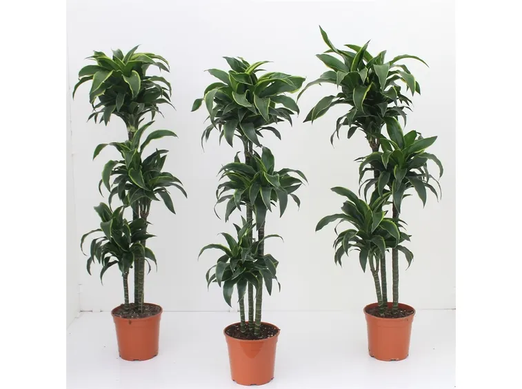 dracena marginata
