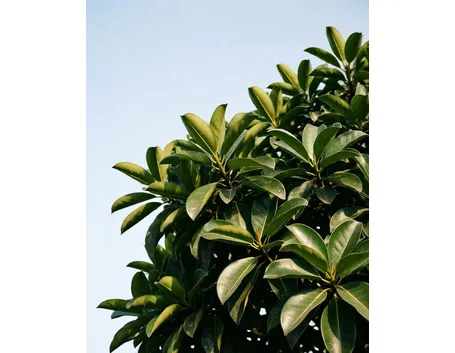 ficus australis