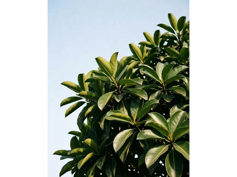 ficus australis