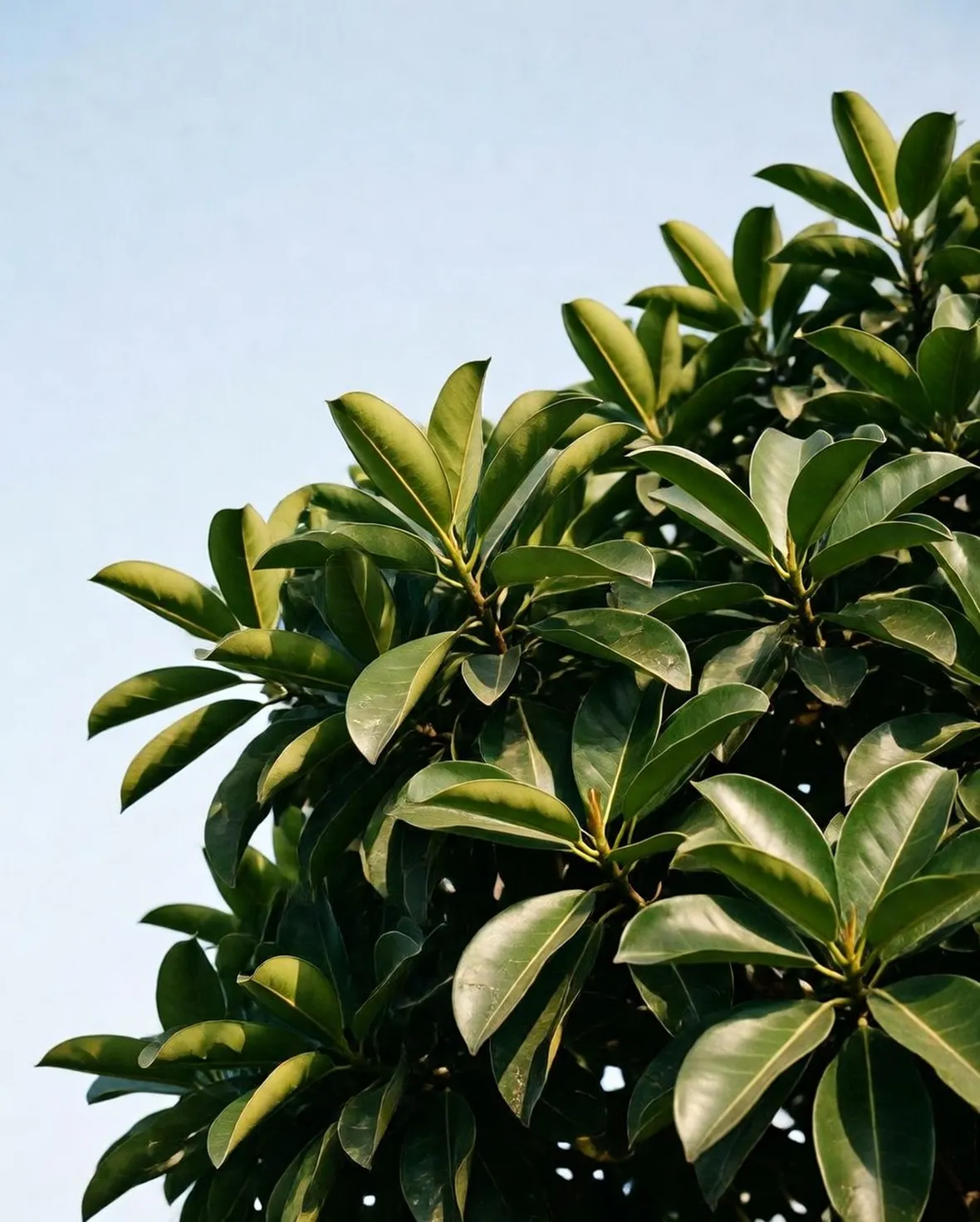 ficus australis