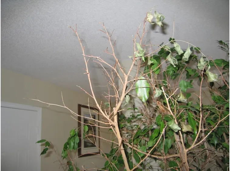 ficus benjami
