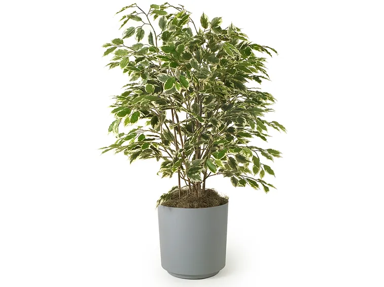 ficus elastica