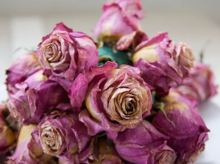 rose secche