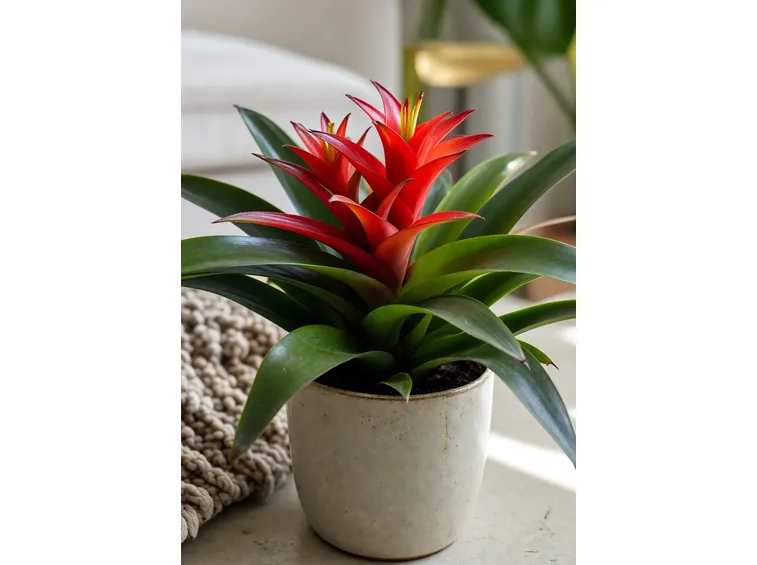 guzmania