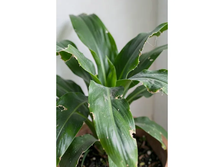 aspidistra