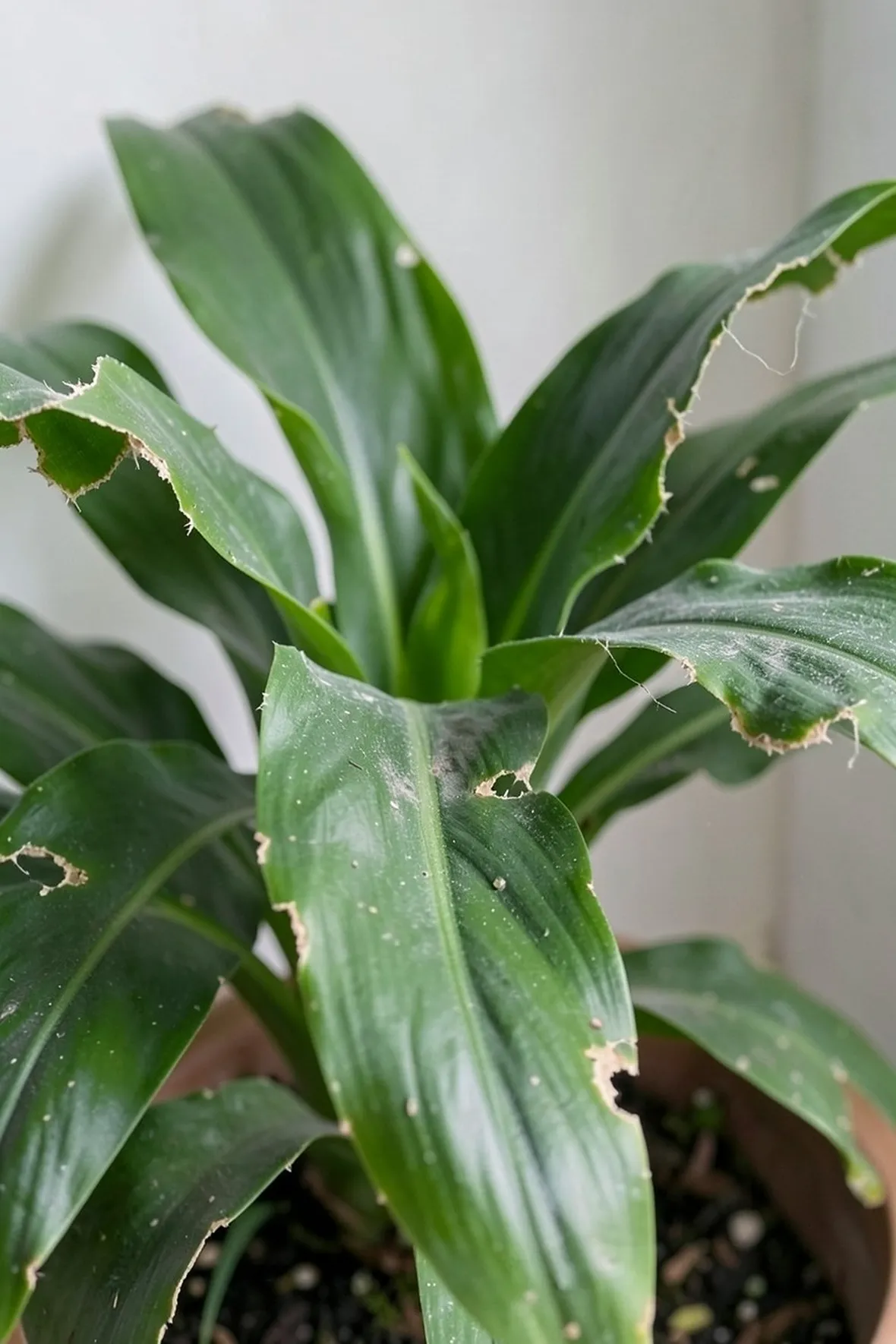 aspidistra