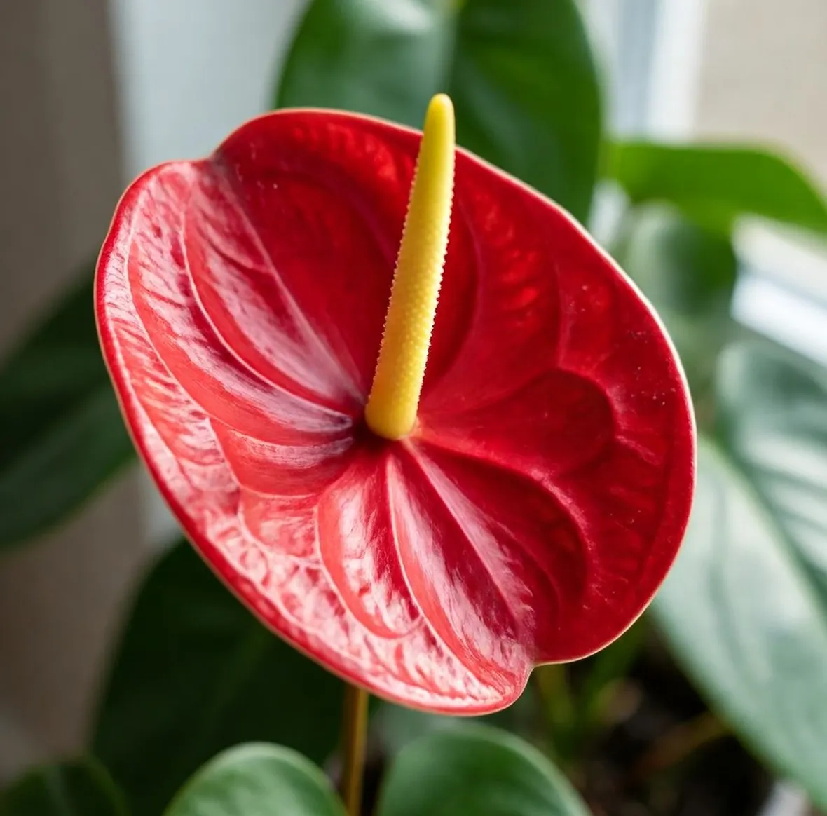 anthurium