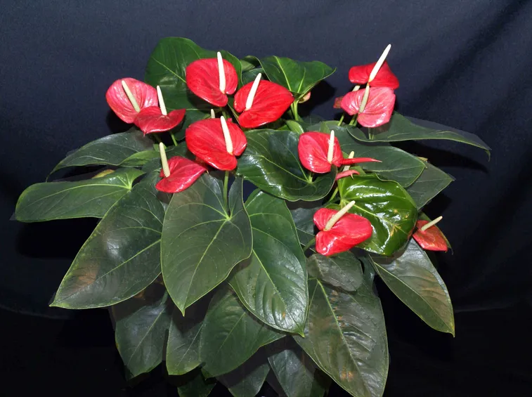 anthurium rosso