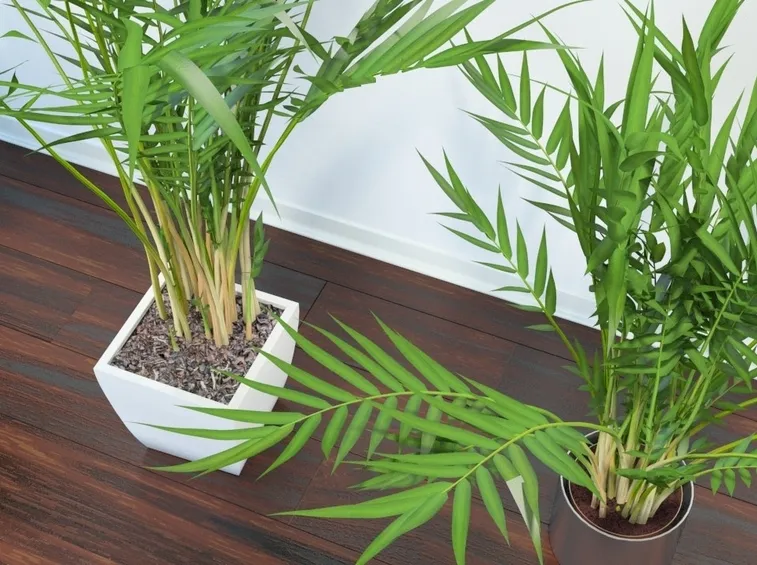 areca pianta