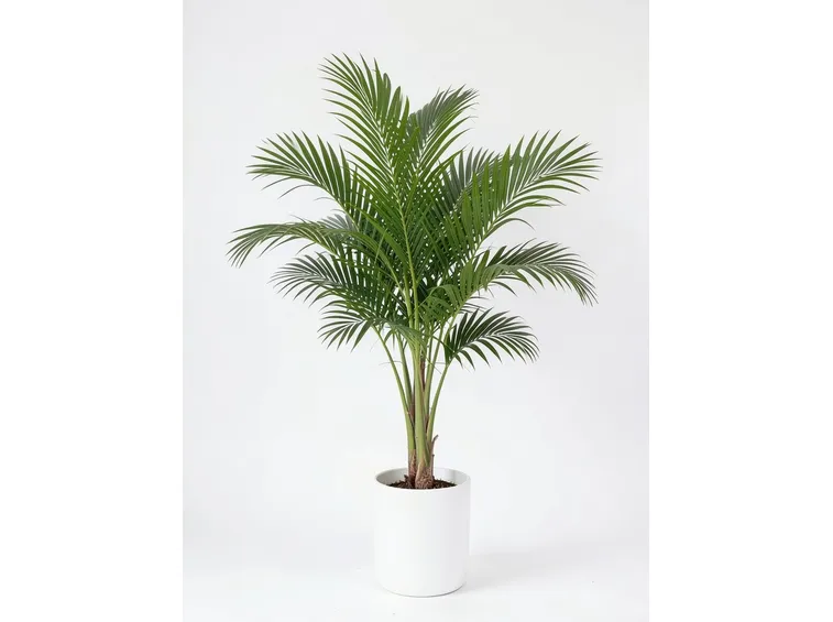 pianta Areca