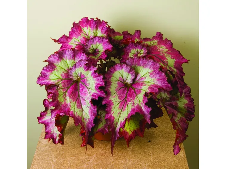 Begonia