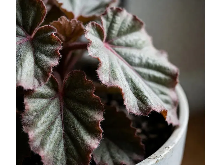 fiori begonia