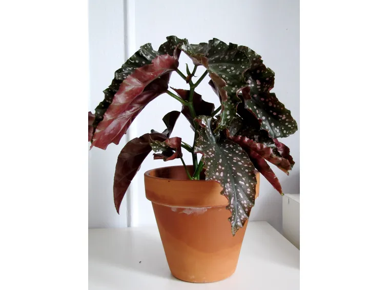 begonia