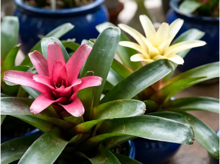piante bromeliacee