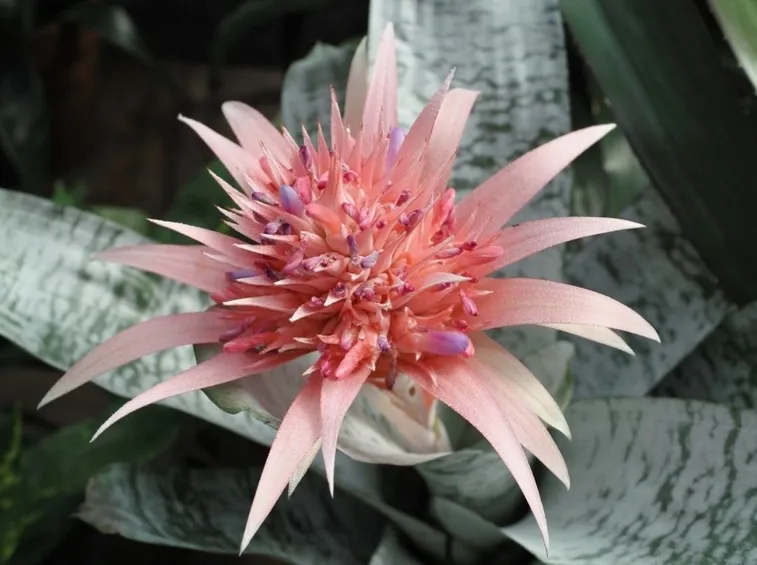 fiore bromeliacea