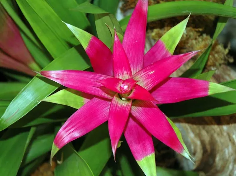 bromelia fiore