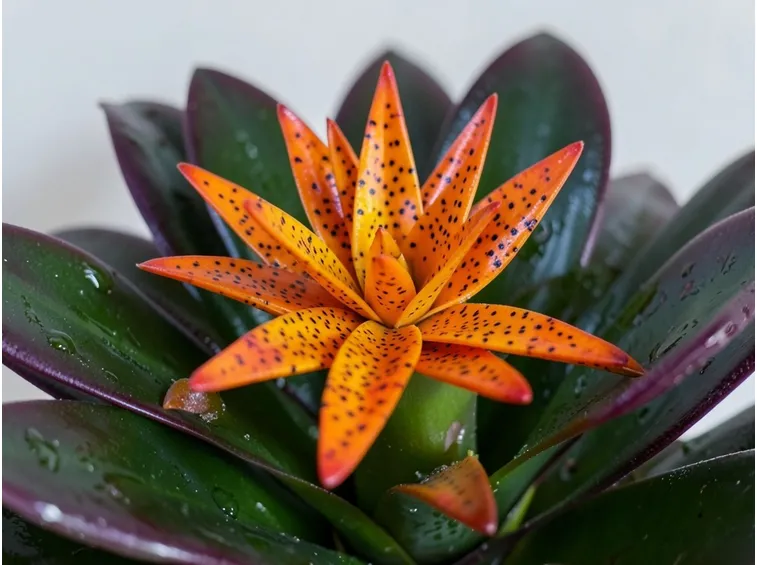 particolare bromeliacea