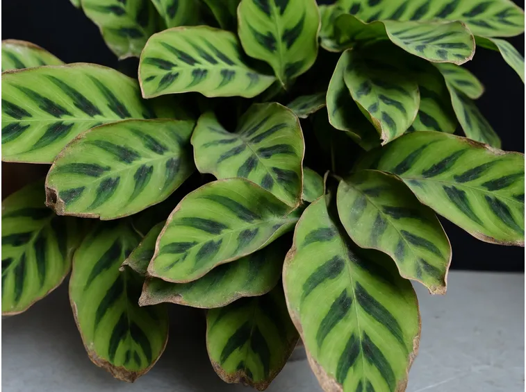 calathea
