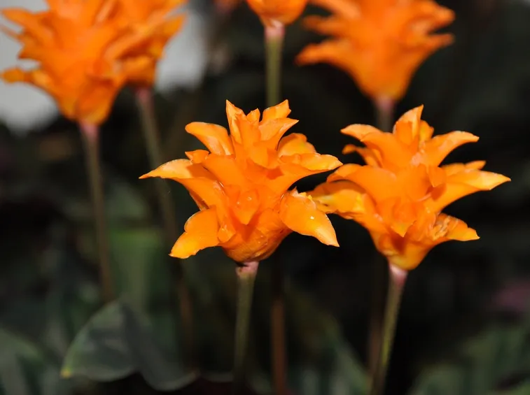 Calathea crocata