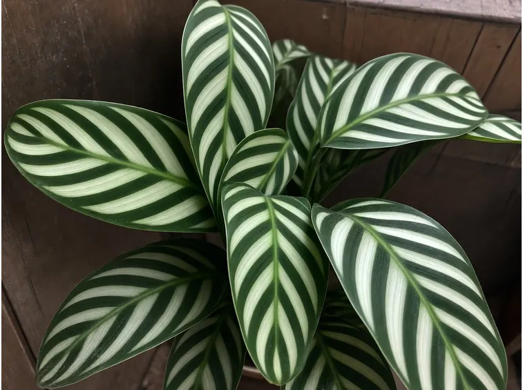 pianta Calatea