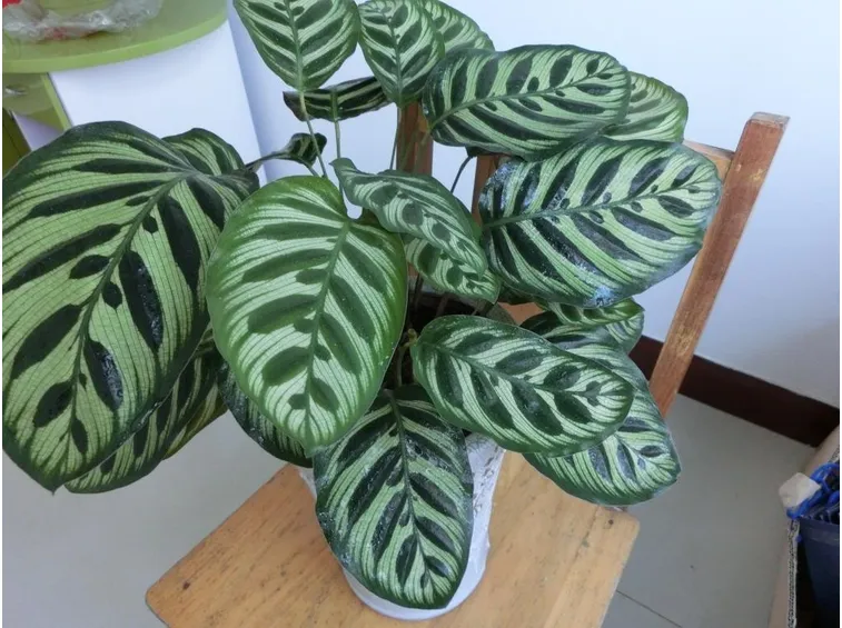 calathea