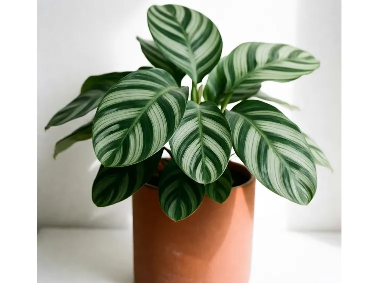 calathea pianta