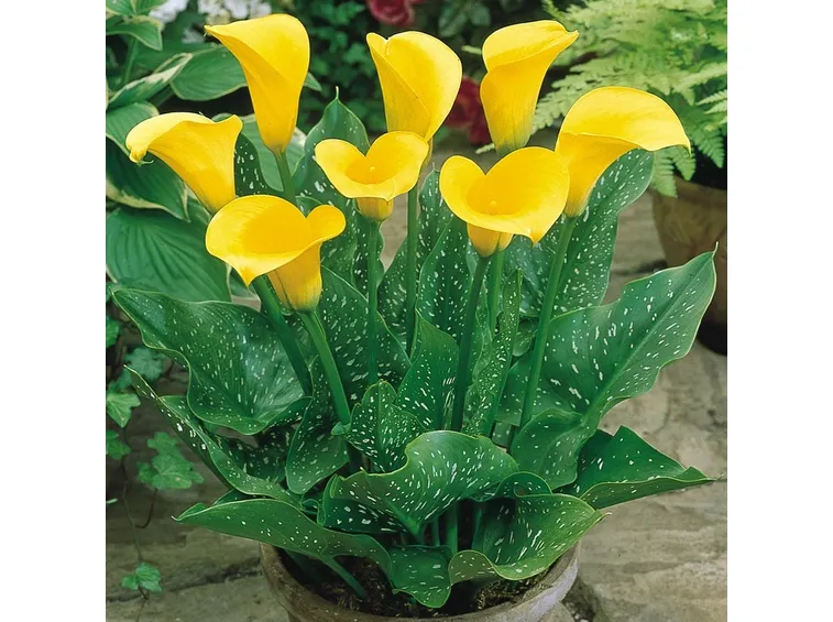 fiore Calla
