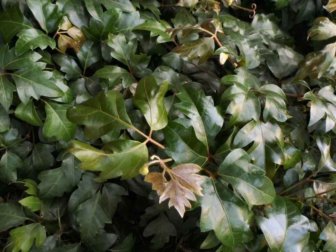 Cissus