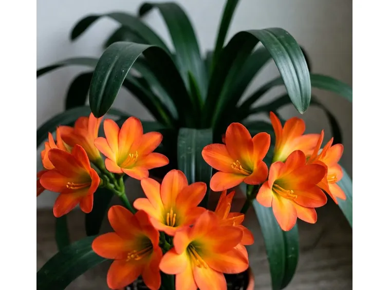 Clivia