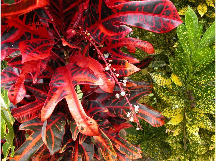 Codiaeum variegatum
