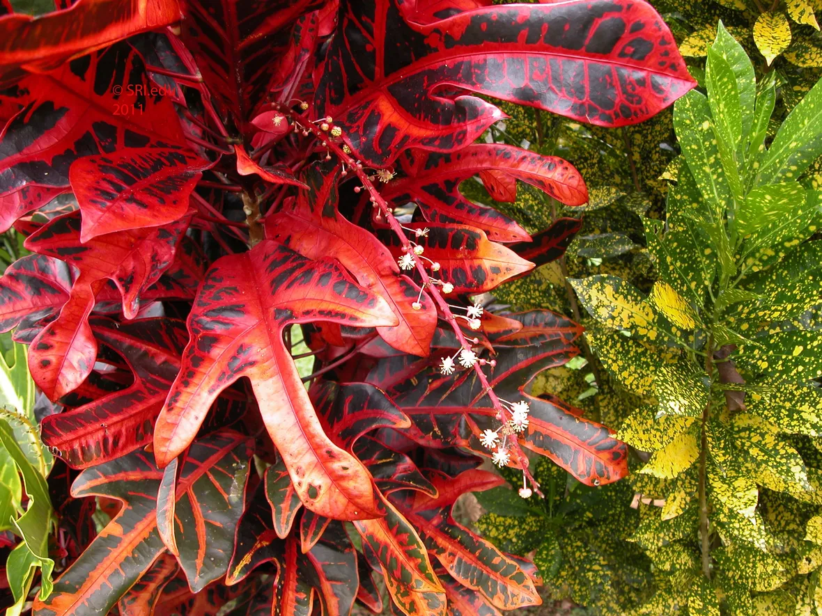 Codiaeum variegatum