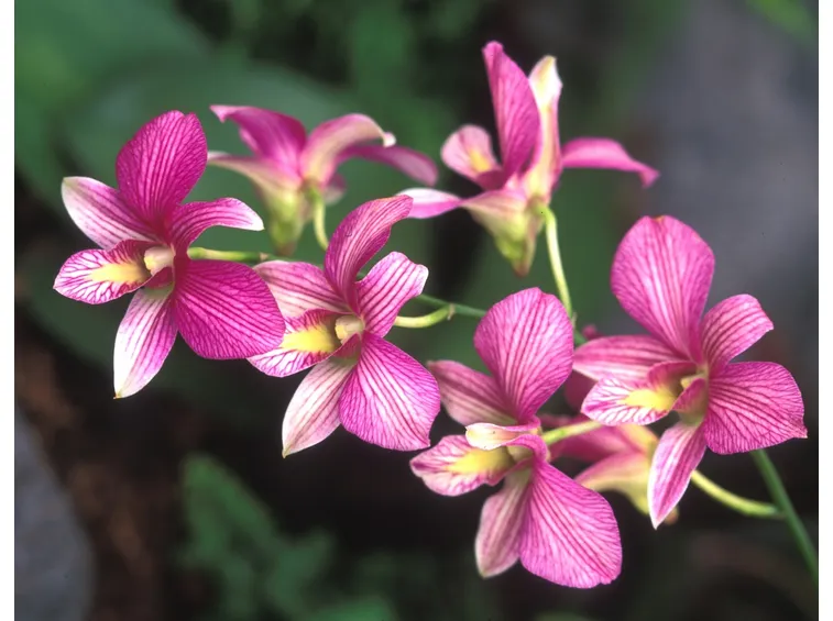 Dedrobium