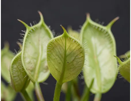 pianta carnivora