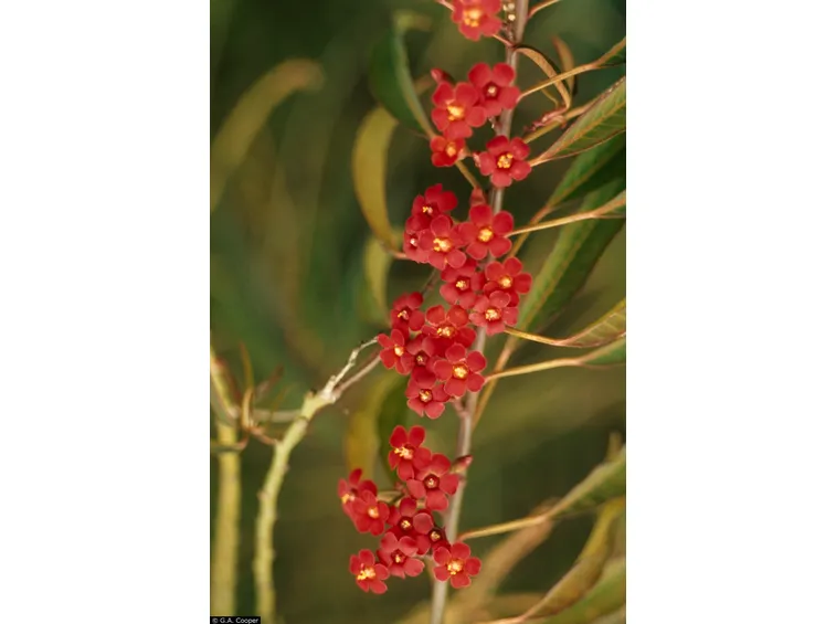 euphorbia