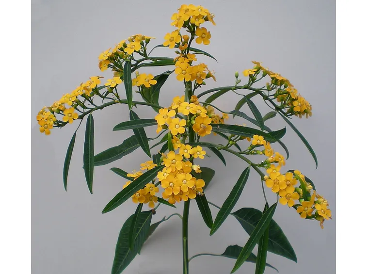 euphorbia