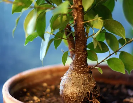 ficus