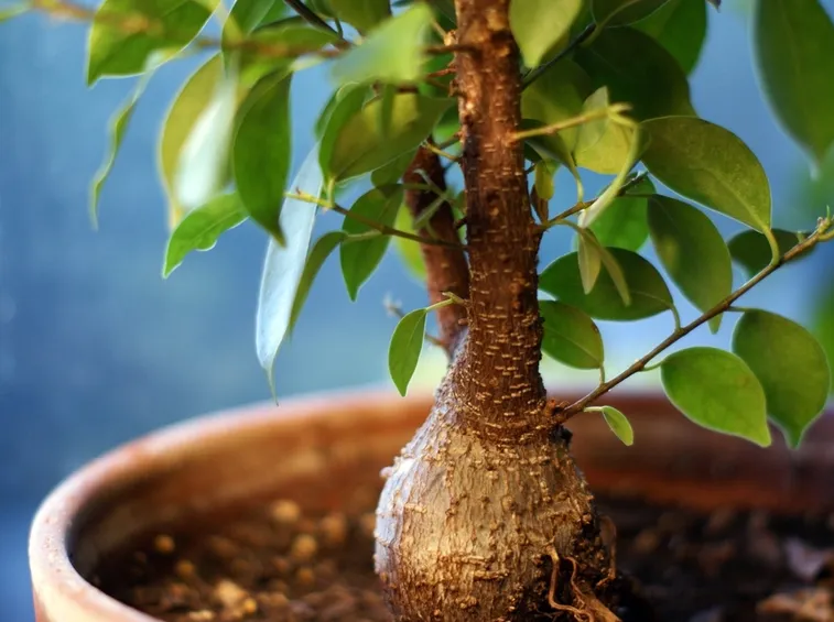 ficus