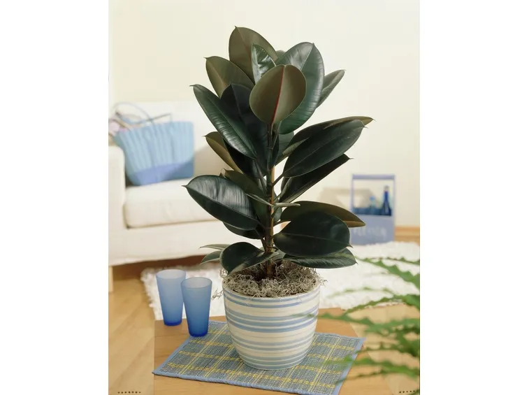 gemme ficus