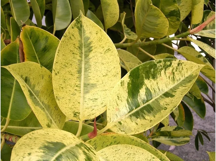 ficus