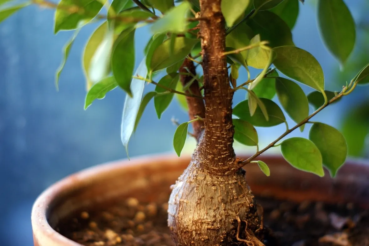 ficus