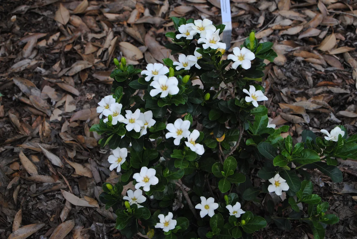 Gardenia