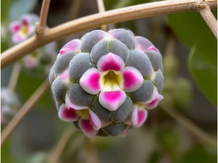 Fiore di cera
