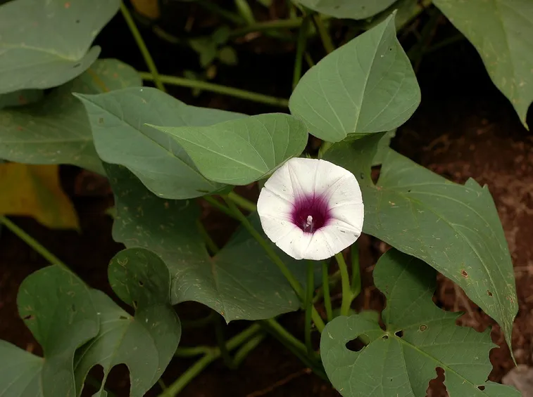 Patata americana